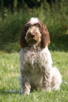 Choco mit 4 Jahren