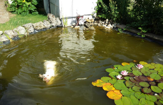 Mit 9 Wochen musste der Gartenteich zum Schwimmen her halten.