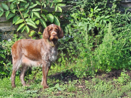 Choco mit 4 Jahren